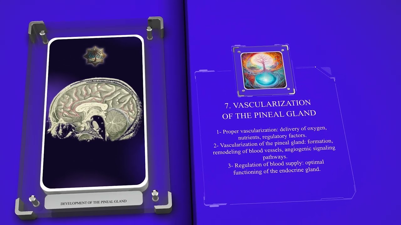 Development of the Pineal Gland
