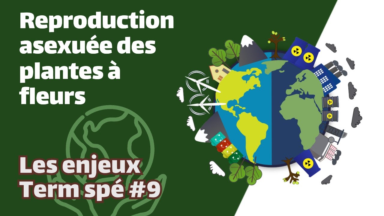 Reproduction asexuée des plantes à fleurs- SVT - ENJEUX Term spé #9 - Mathrix