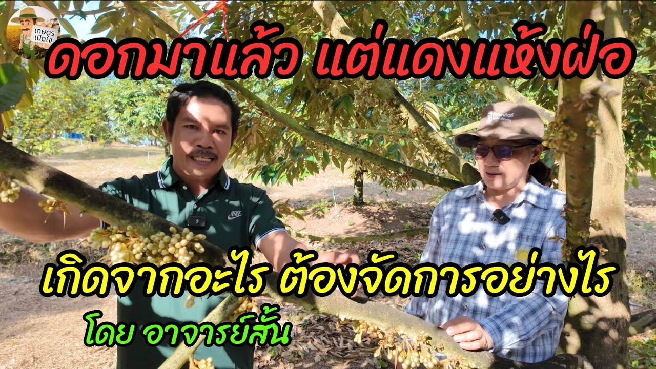 ดอกมาแล้ว แต่แห้งแดงฝ่อ เกิดจากอะไร ควรต้องจัดการอย่างไรดี | อาจารย์สั้น