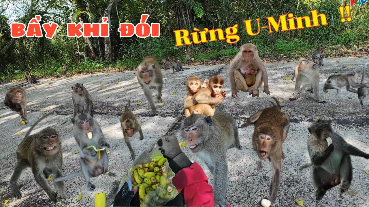 Khỉ Đói Rừng U Minh 👉 Tràn Xuống Đường Ăn Xin.   #phuot4phuongvlogs