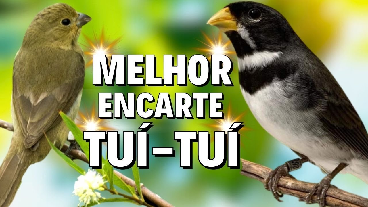 🔴MELHOR CANTO DE COLEIRO TUI TUI PARA ENCARTE 🔴🔴ÁUDIO COM FÊMEA CHAMANDO E PIANDO🔴TURBINE SEU PARDO🔴