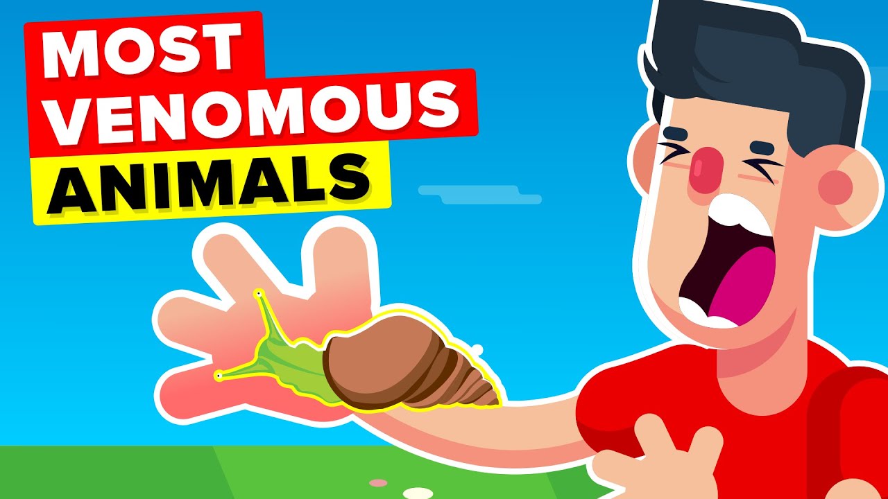 Most Venomous Animals In The World You Should Watch Out For!