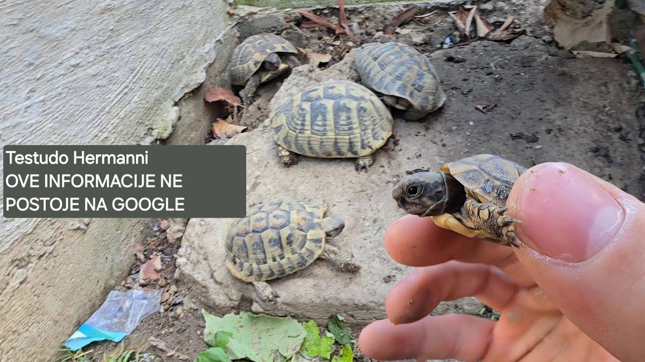 Kornjače Čančare-  Hibernacija (Prvo leglo i ostale stvari)