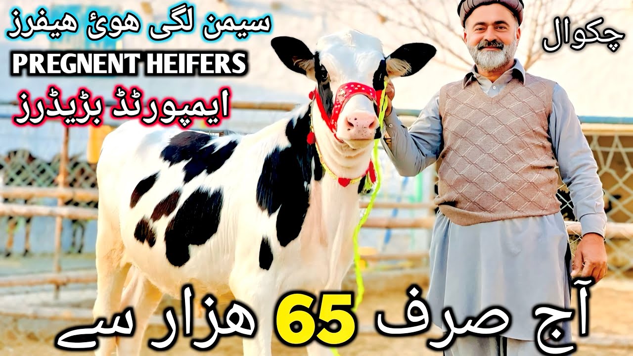 NOMI BACHRI FARM | Pregnant Heifers | Semenated heifers | Imported Breaders 