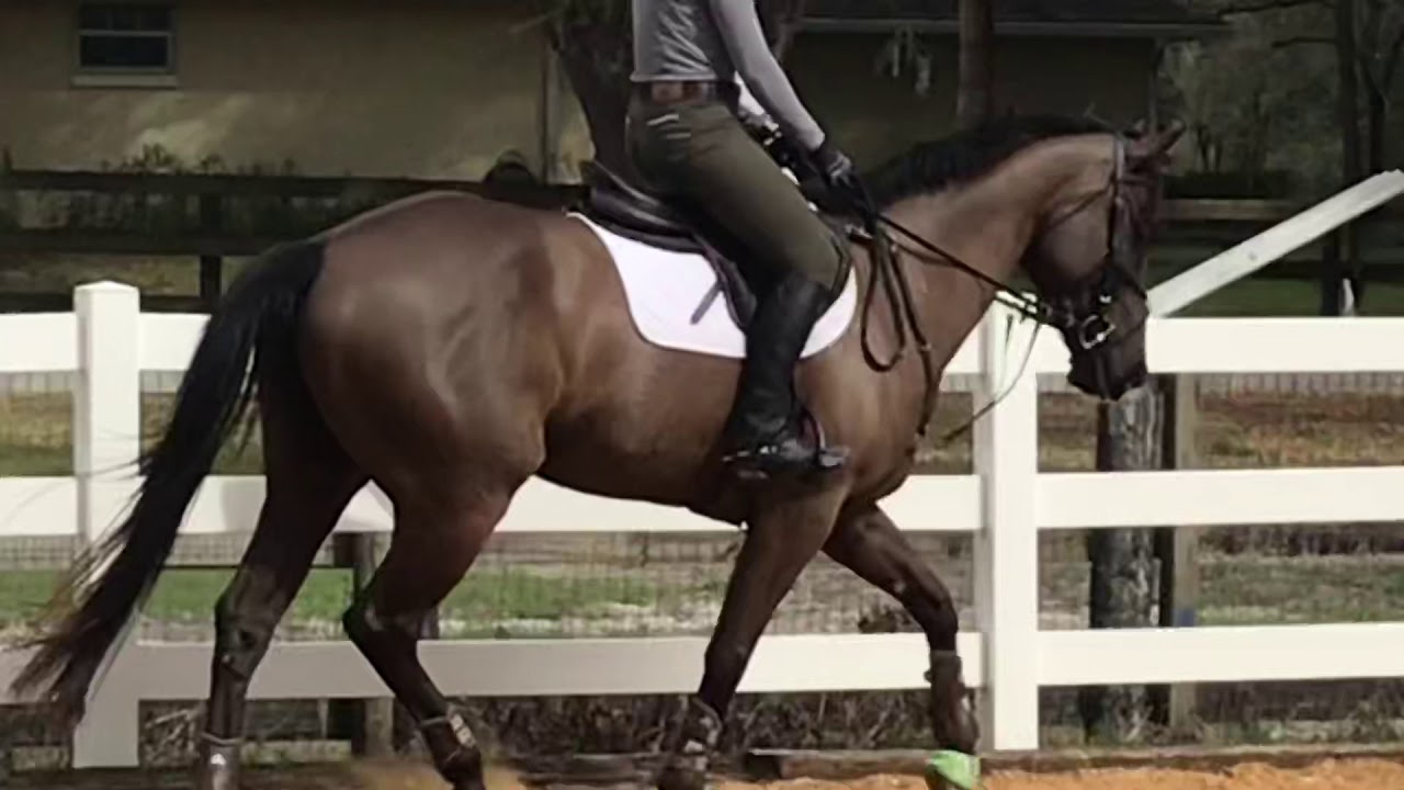 Viper lovely 5yr old by Valentino Z 2 12 19 For Sale