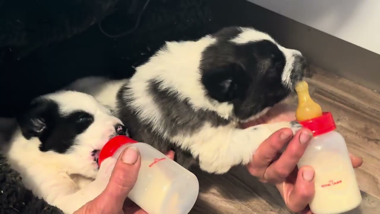 Bora e Brina in allattamento🥹😱🐶