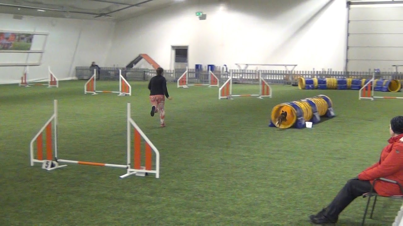 Vekara Agility , Pieni Amerikanpaimenkoira , Qila