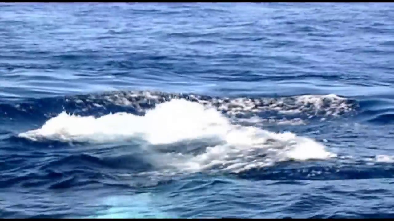 Watching the Whales of Eden | NSW National Parks