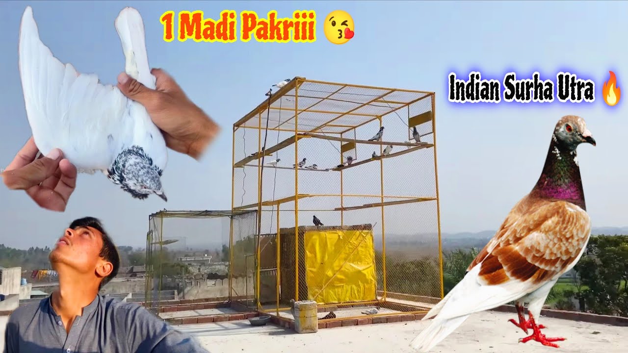 Indian Surha Kabutar Chat Par Utra😍