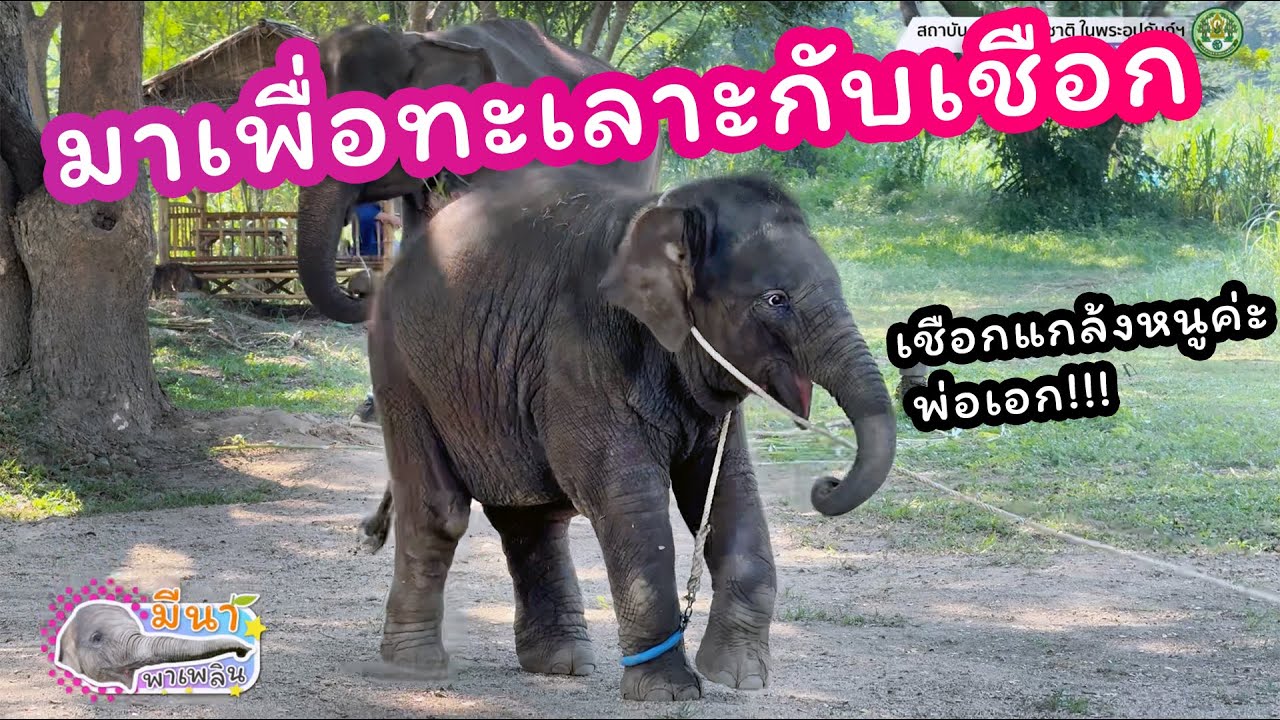 มีนา พาเพลิน 7 ธันวาคม 2567 วันนี้พบกับการแสดงใหม่ 