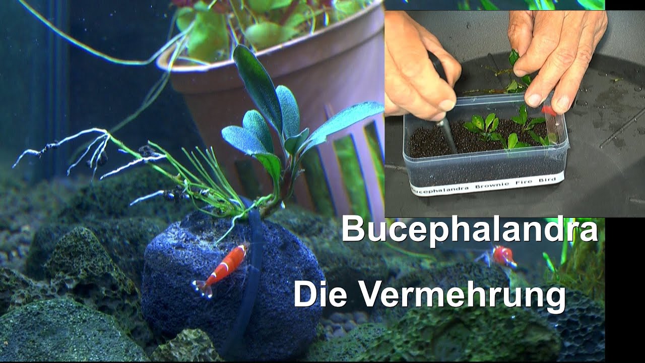 Bucephalandra vermehren ganz einfach