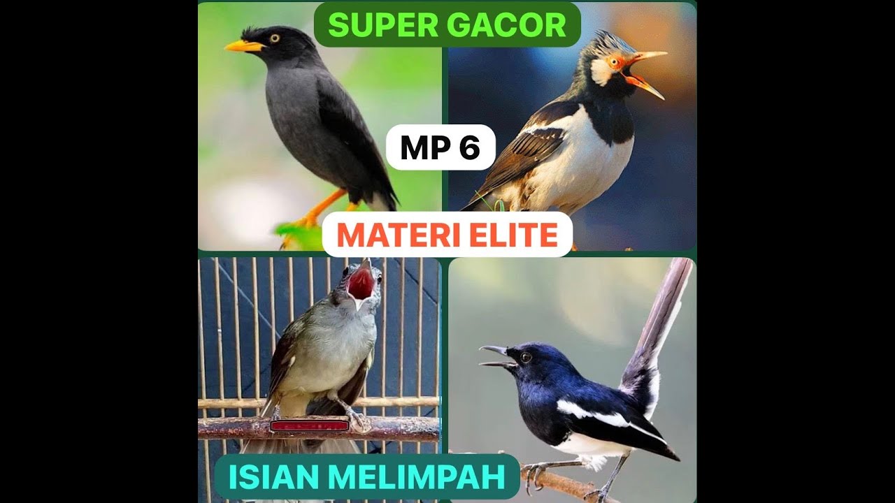 ISIAN SEMUA JENIS JALAK, MATERI MEWAH MELIMPAH, PUTAR DISAAT INGIN BURUNGNYA HEBOH DAN MENIRU