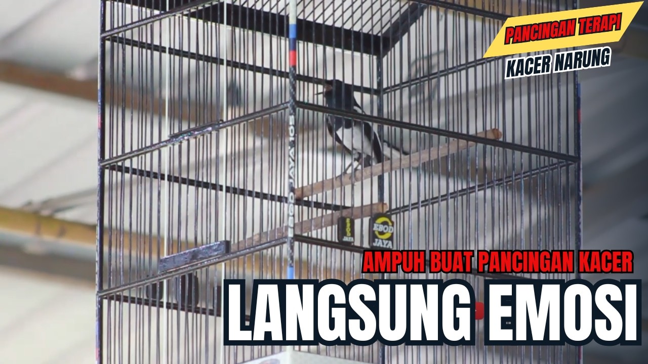 KACER LOMBA GACOR NGEPLONG TARUNG ||  AMPUH BUAT PANCINGAN KACER agar EMOSI NYAUT