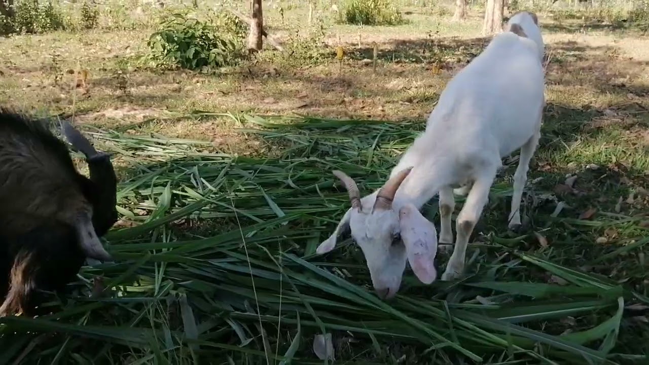 King Grass Best Food For Goat