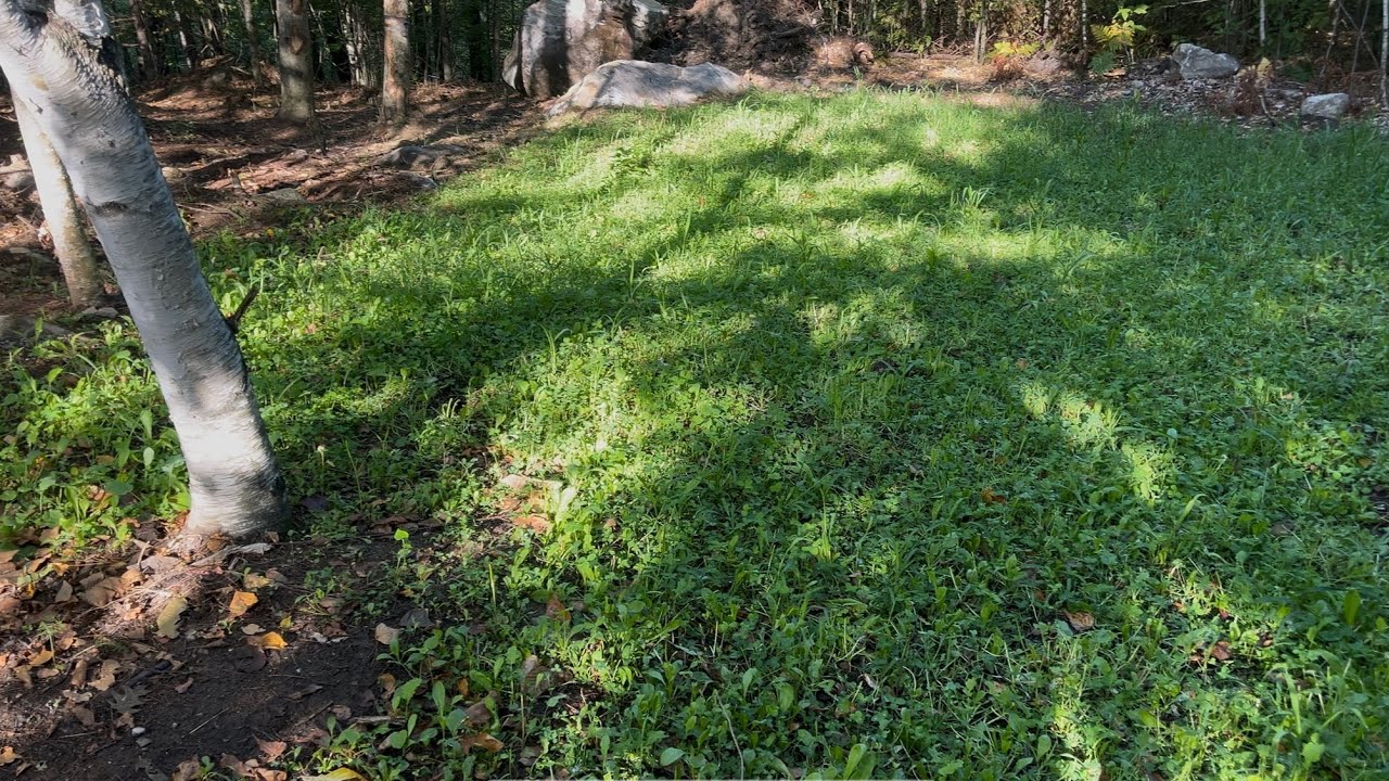 Domain Hot Chic Food Plot in the Northeast