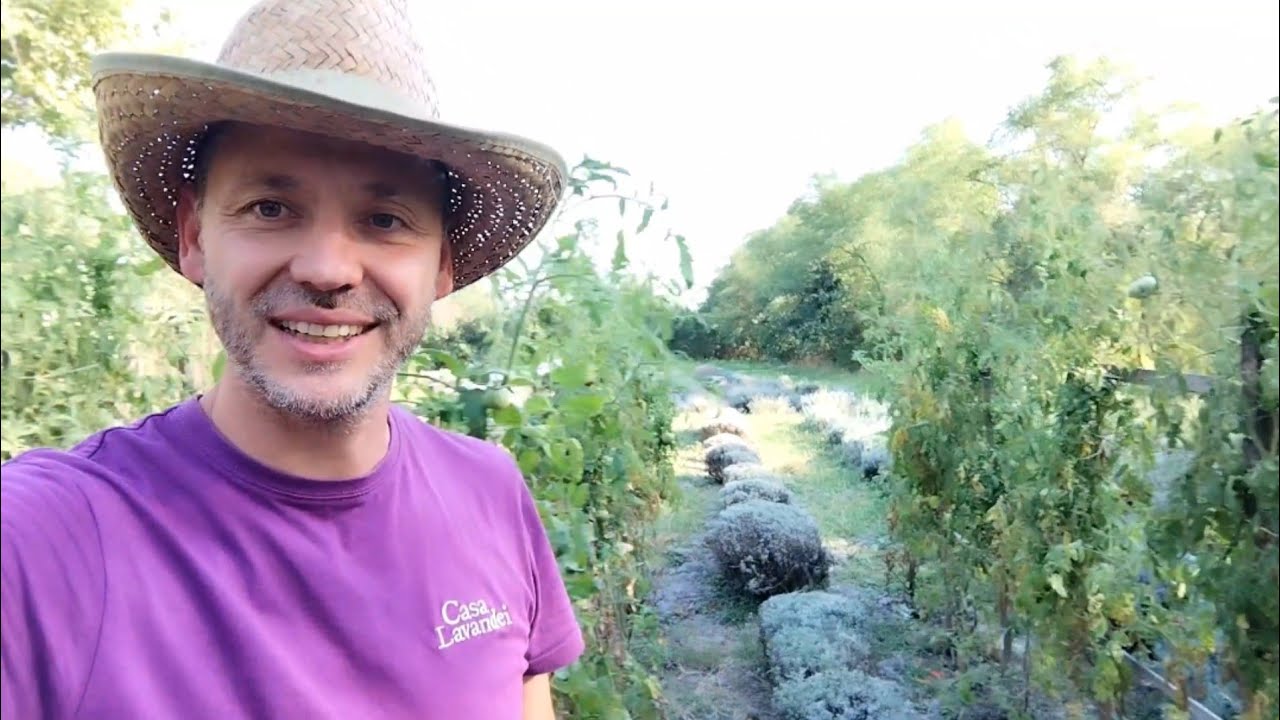 Rosii sanatoase plantate printre Lavande!