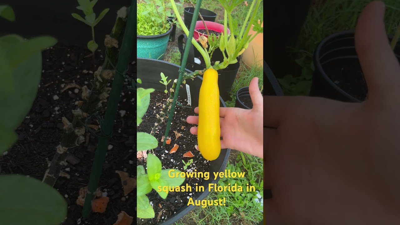 Growing Yellow Squash in Florida in August #garden #gardening #plant #florida
