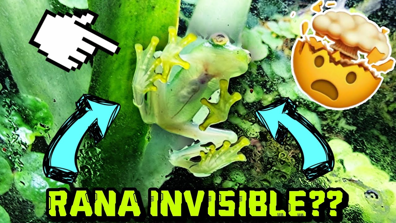 A estas ranas se le ven sus órganos y el latido de su corazón 💚 (Rana Cristal)  | AQUA RC |