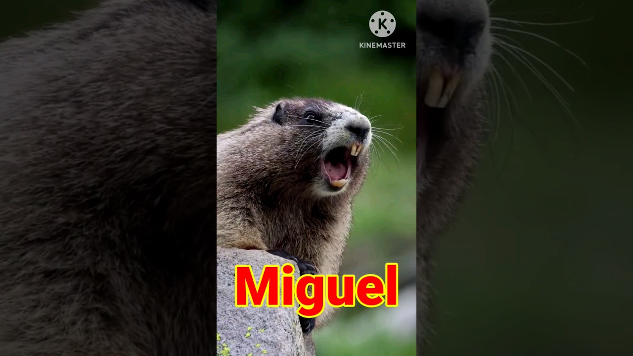 Esquilo Chamando MIGUEL #shorts