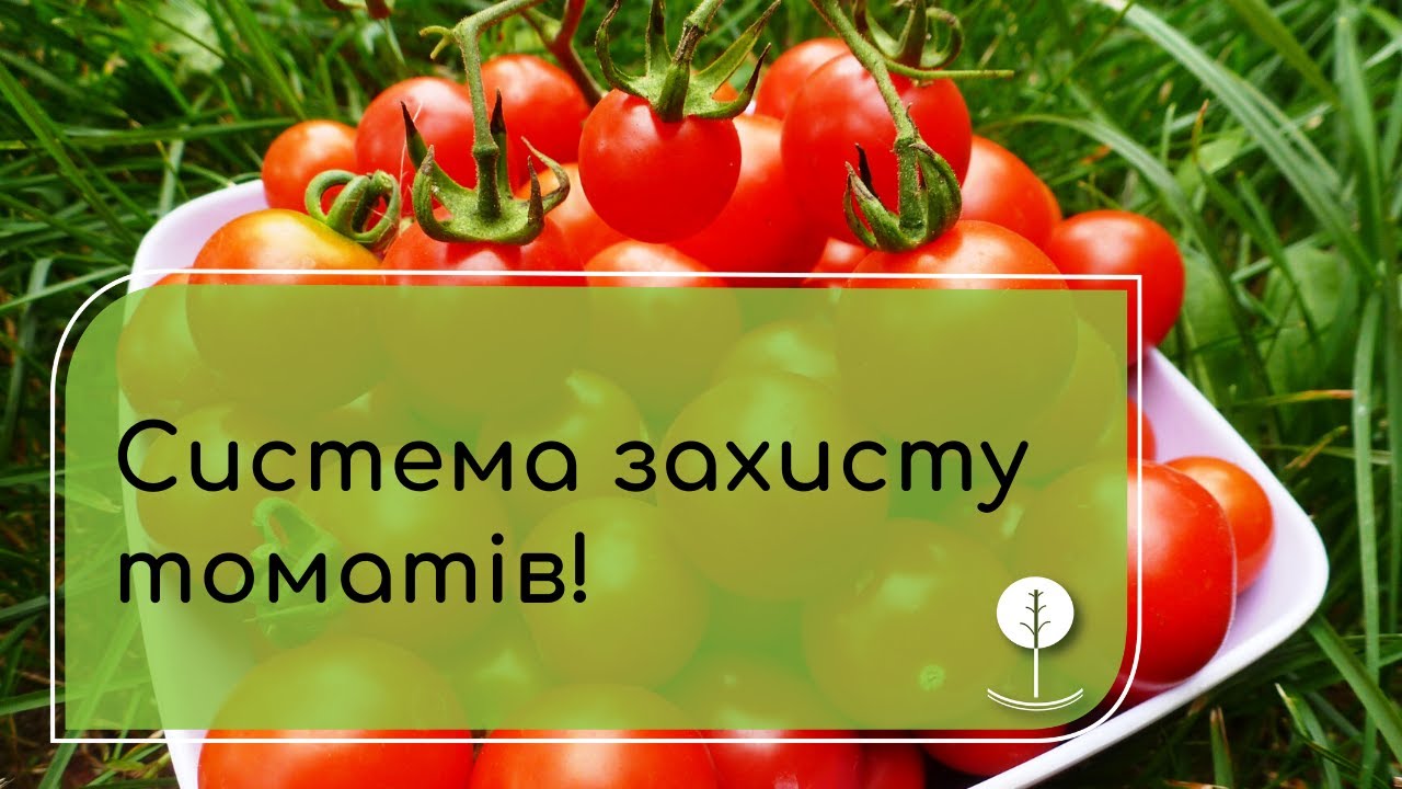 Система захисту томатів, перців, баклажанів: БУР'ЯНИ, ХВОРОБИ, ШКІДНИКИ.