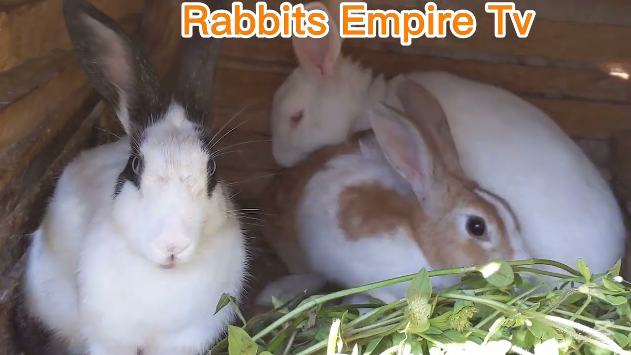 My biggest rabbits in my farm🌿🌿🌿