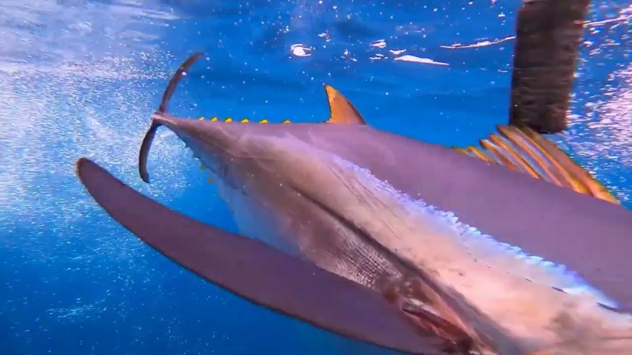 Hermasa Tuna Video   Arabic Algeria