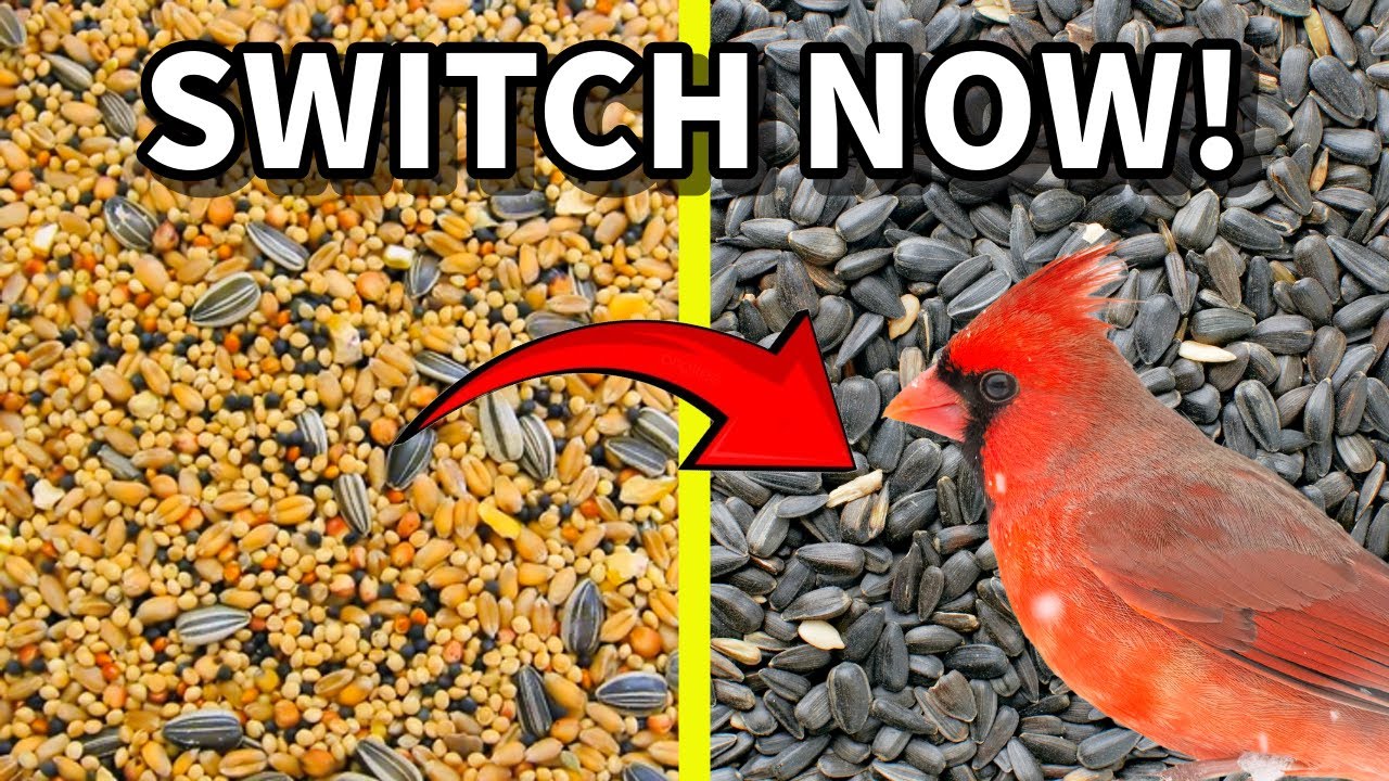 What Bird Seed Works BEST? A Guide to Feeding Backyard Birds