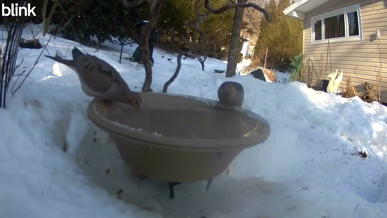 2-8-2026 8:54AM 4° Female Red Bellied Woodpecker & Mourning Dove 