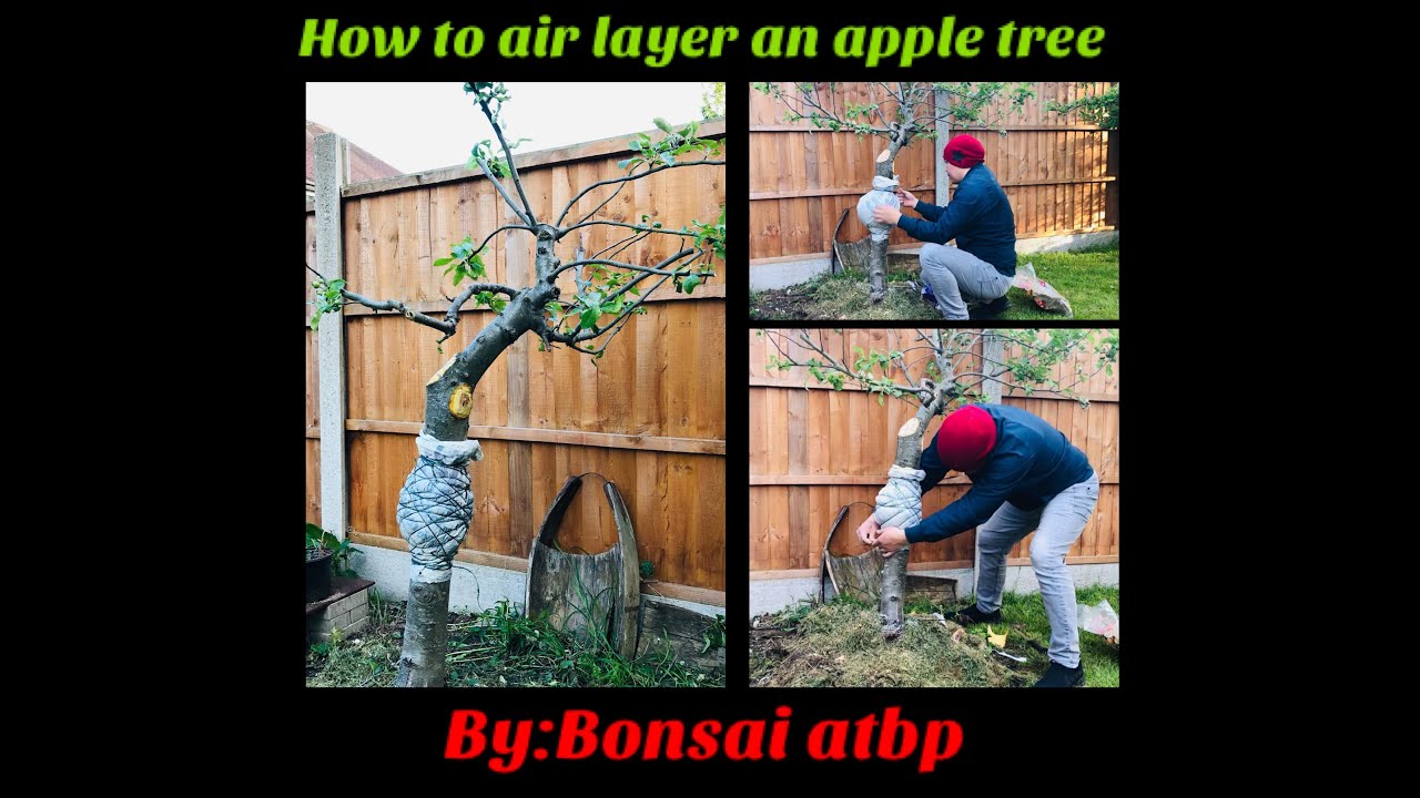 How to air layer an apple tree