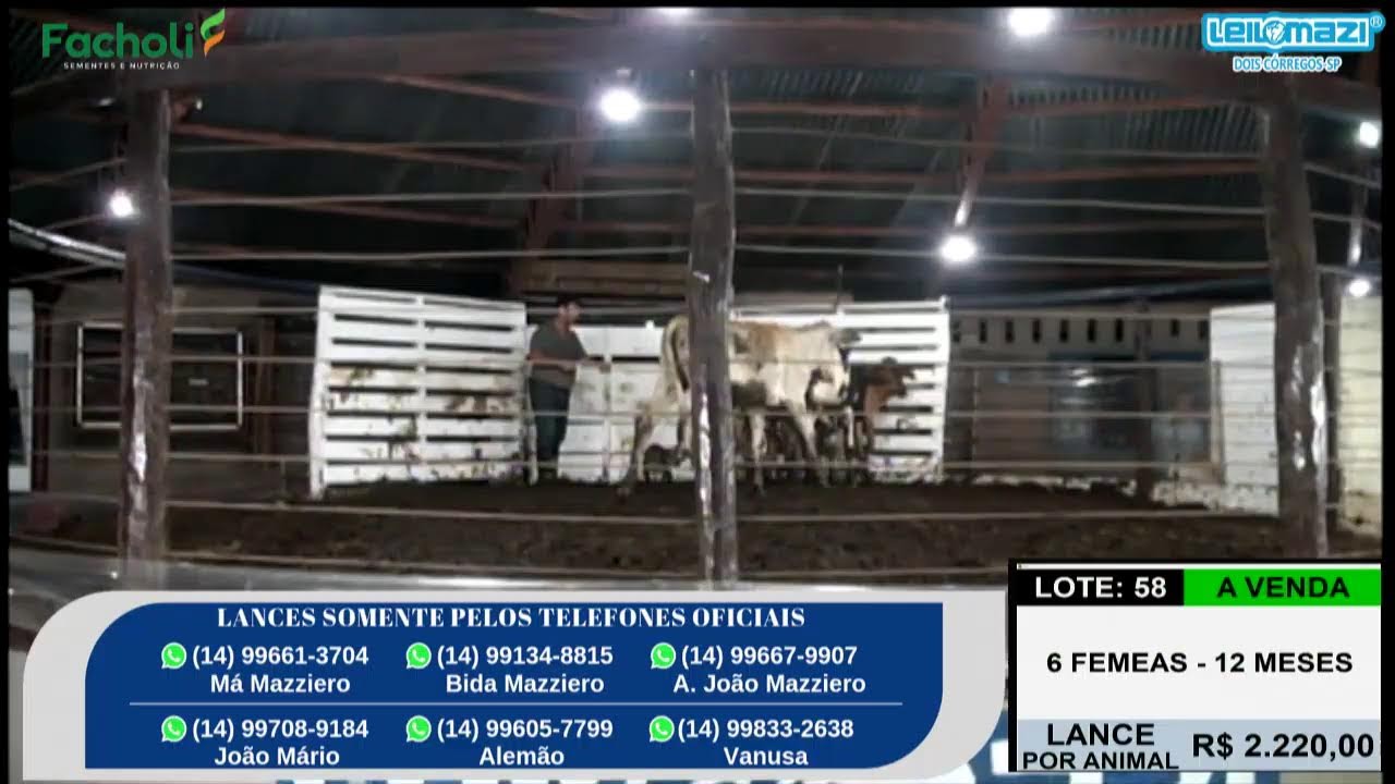 Leilão Leilomazi - Dois Córregos (25/02/2026)