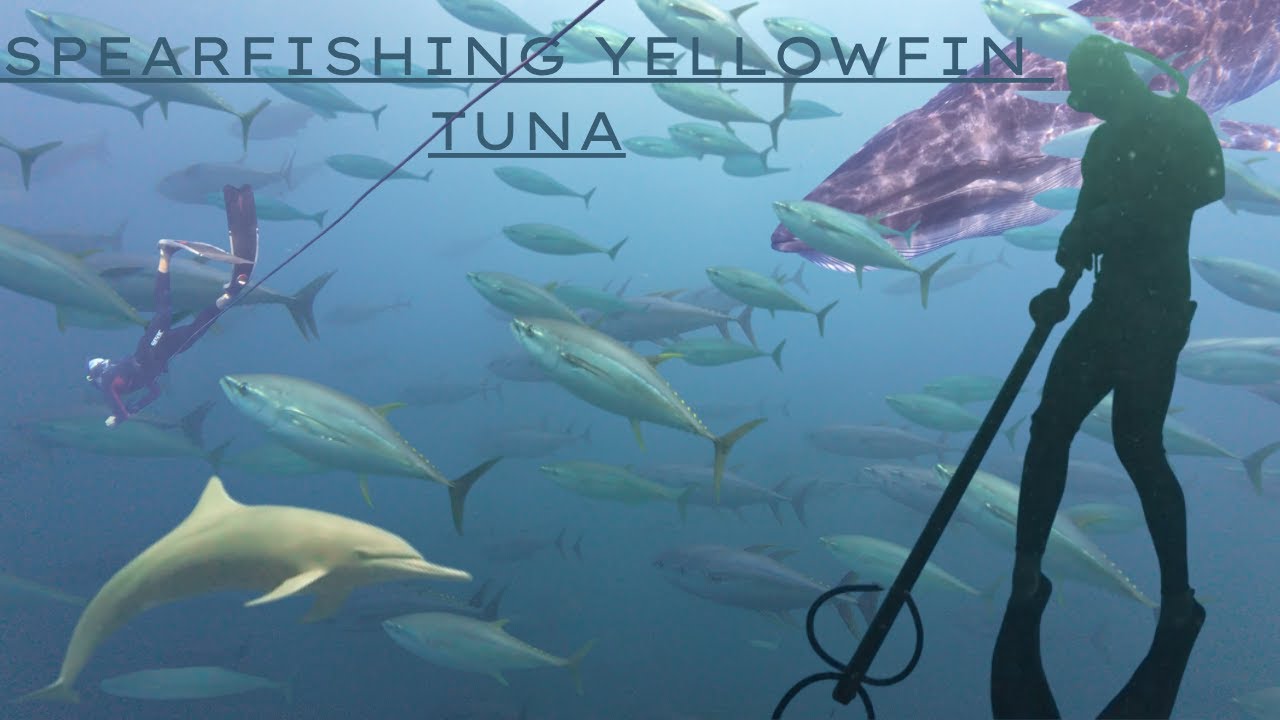 Spearfishing Yellowfin Tuna Costa Rica w/ Deep Republic