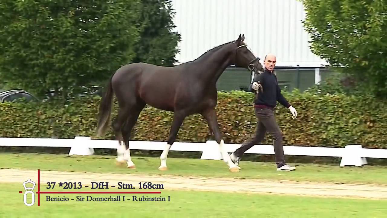 37 Hengst von Benicio x Sir Donnerhall I