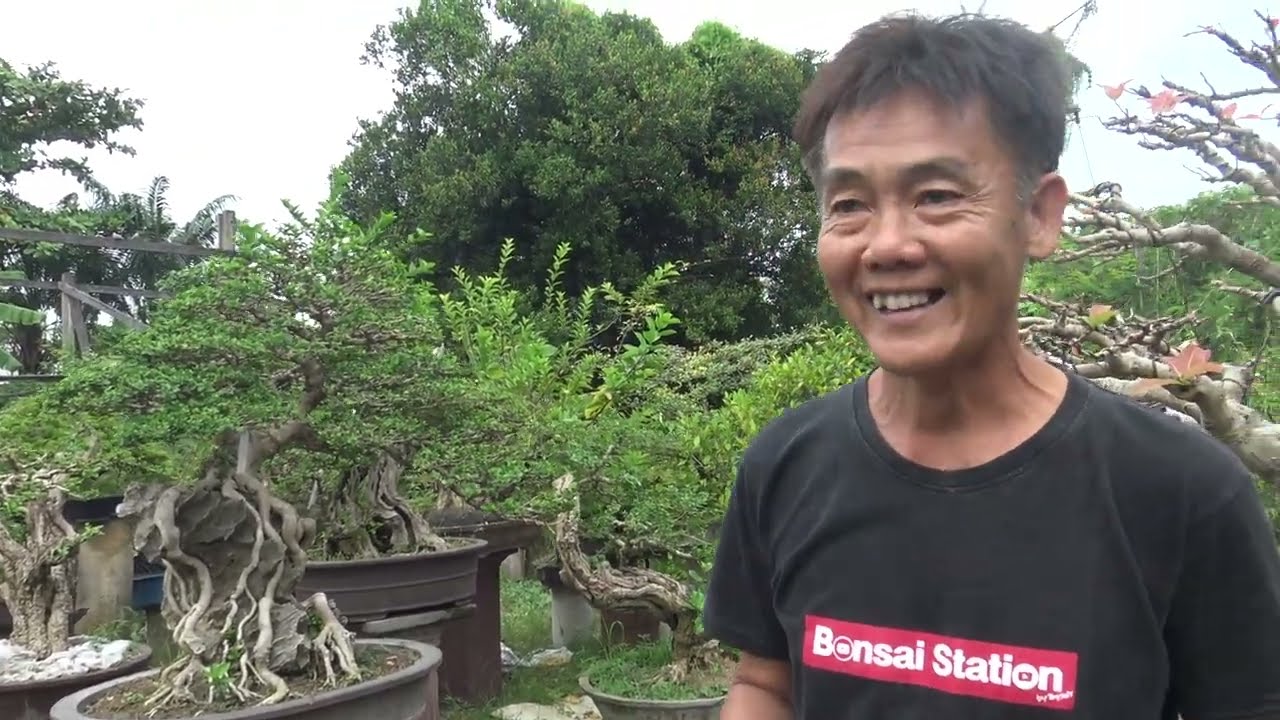 ราคาบอนไซร้านพี่ปองสาย5 EP6