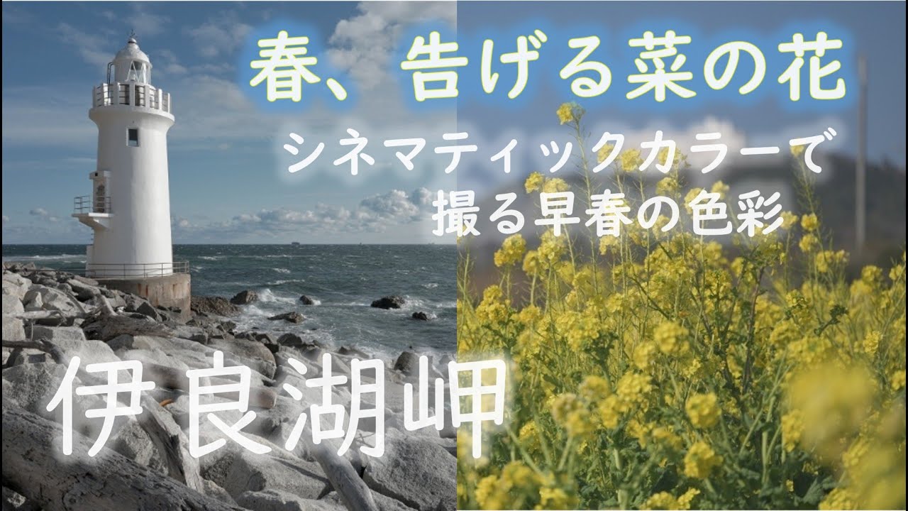 【伊良湖岬・菜の花】シネマティックカラーで撮る早春の色彩　Nikon Z6Ⅲ　イメージングレシピ　CineBias by RED