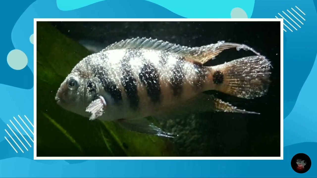 Kenali 6 Jenis Penyakit Ikan Aquarium & Cara Mengobatinya
