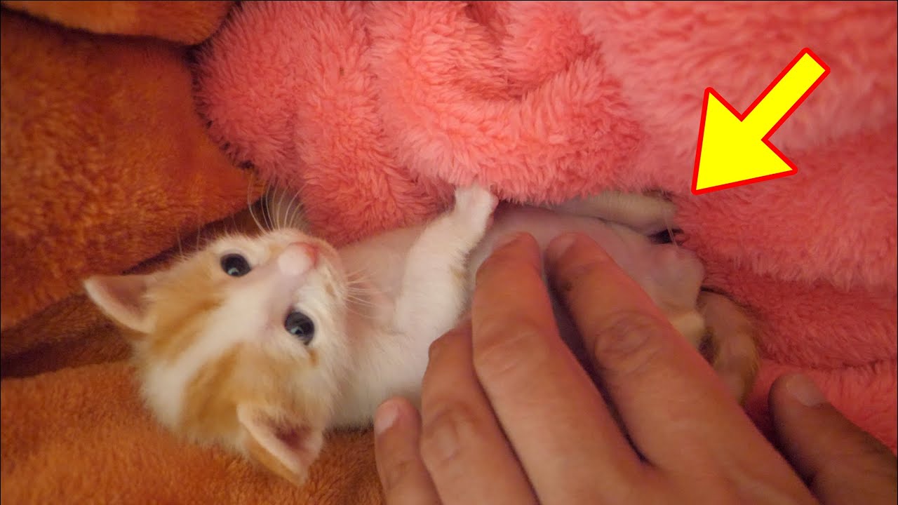 【子猫】お腹をなでたらオシッコをし始めた子猫がこちら笑
