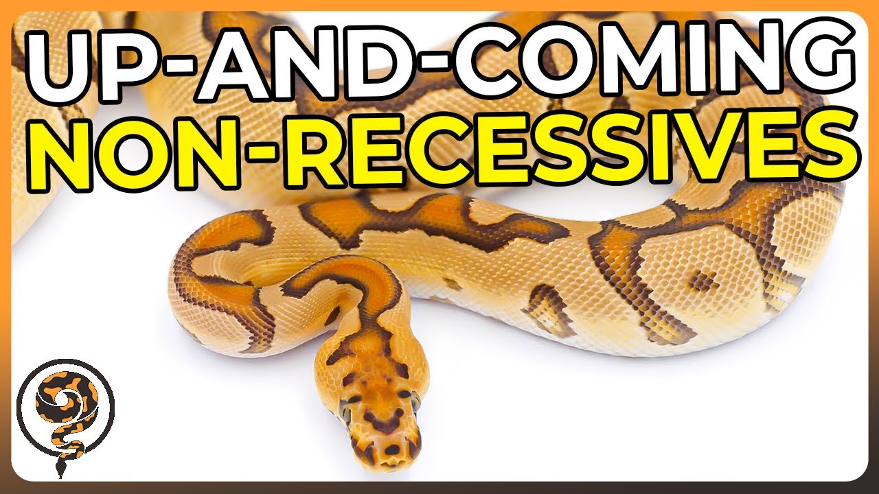 These are the Rarest Up-and-Coming Non-Recessive Ball Python Genes!
