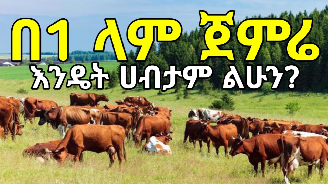 እንዴት በ1 ላም ጀምሮ ሀብታም መሆን ይቻላል? በዚህ መልኩ 13 ላሞችን ማርባት ከቻሉ አርብቶአደር ተሞክሮ ተምረን ተጠቃሚ እንሁን!