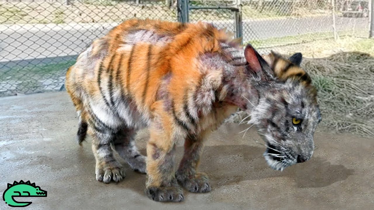 25 Animaux Qui Ont Demand&eacute; De L'aide Aux Gens