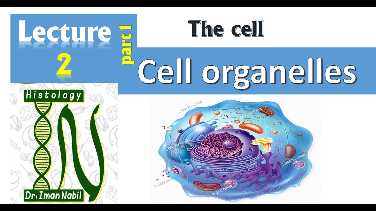 2a- Cell organelles-Part1- Ribosomes-Cell-Histology