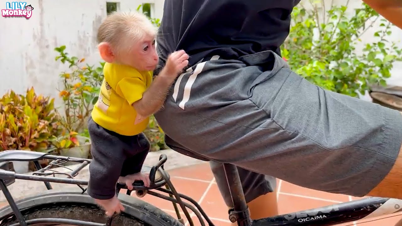 Sweet moments of Monkey Lily and Dad | Full version