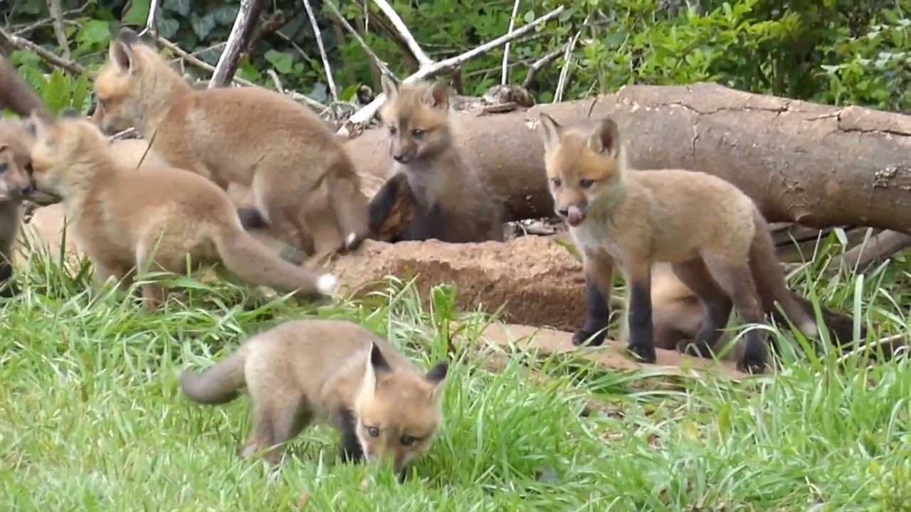 FOX KITS, KNOXVILLE, TN