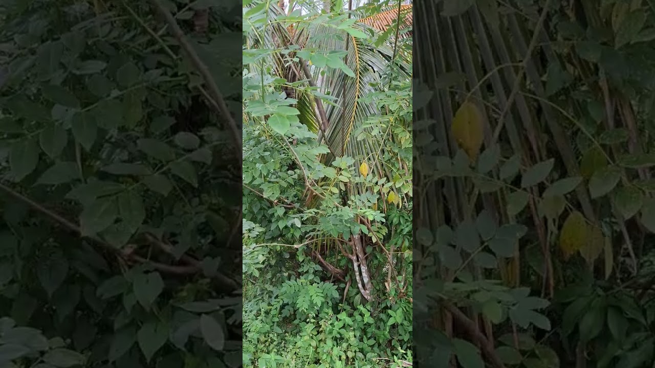 තේ අක්කර දෙකහමාරක් සමග නිවසක් බද්දෙගමින් 165   ..0773869052