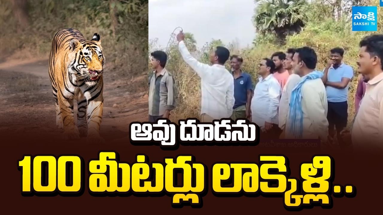 Tiger Drags Cow Calf 100 Meters | Tiger Hulchul In Polavaram | @Sakshi TV