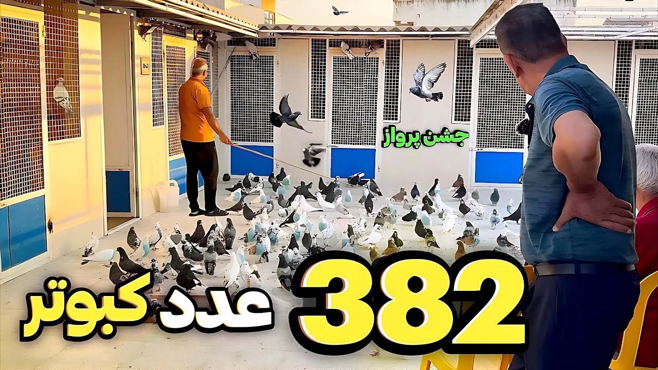 جشن پرواز 382 عدد کبوتر 🍁| در منزل آقای عباس مستانی🕊️