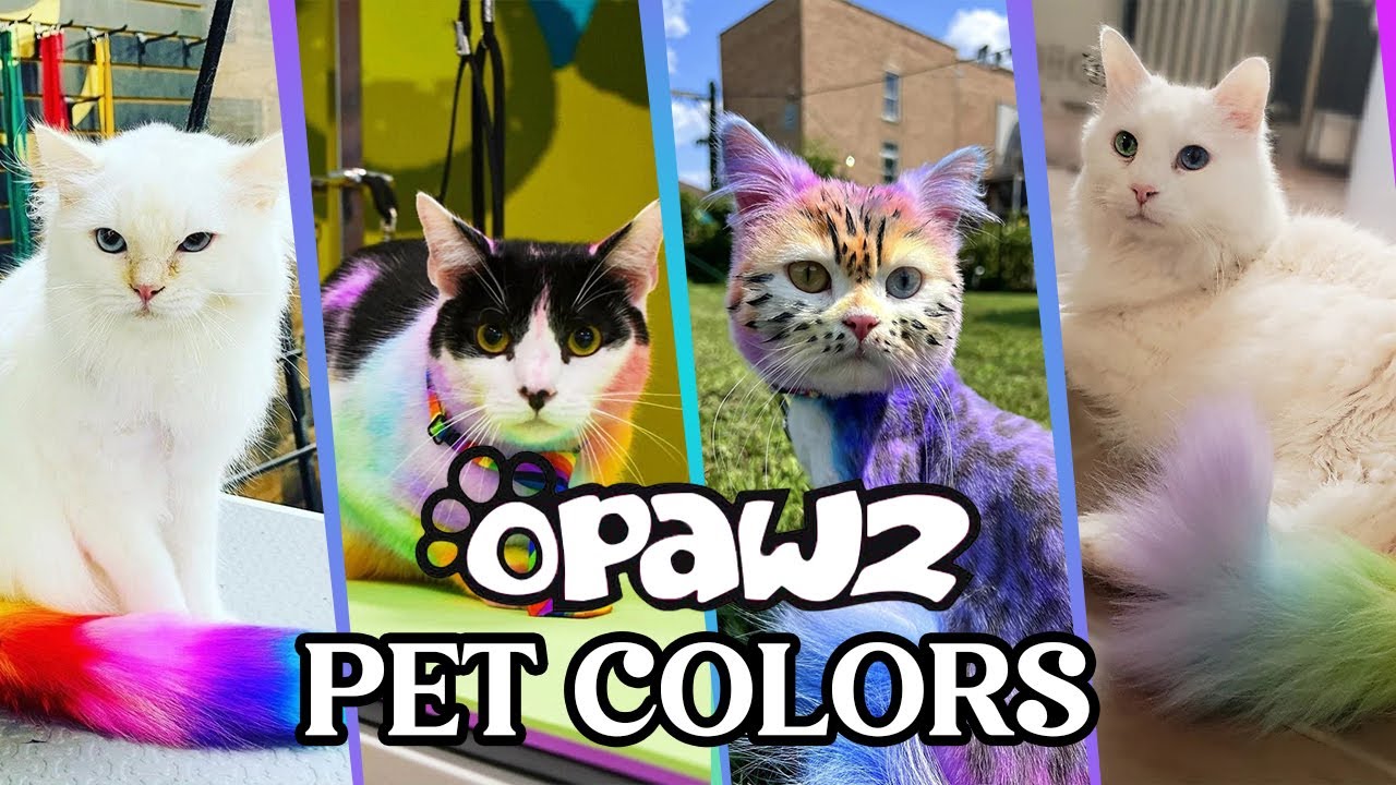 Opawz Pet Hair Colour | Dog Hair Colour #petgroomer