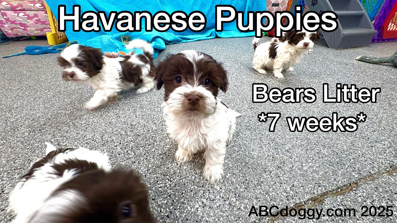 Щенки гаванской породы AKC *Помет «Медведи» *7 недель* ABCdoggy.com