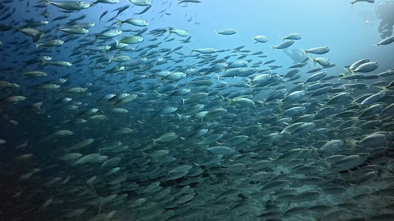 須江は鯵だらけ