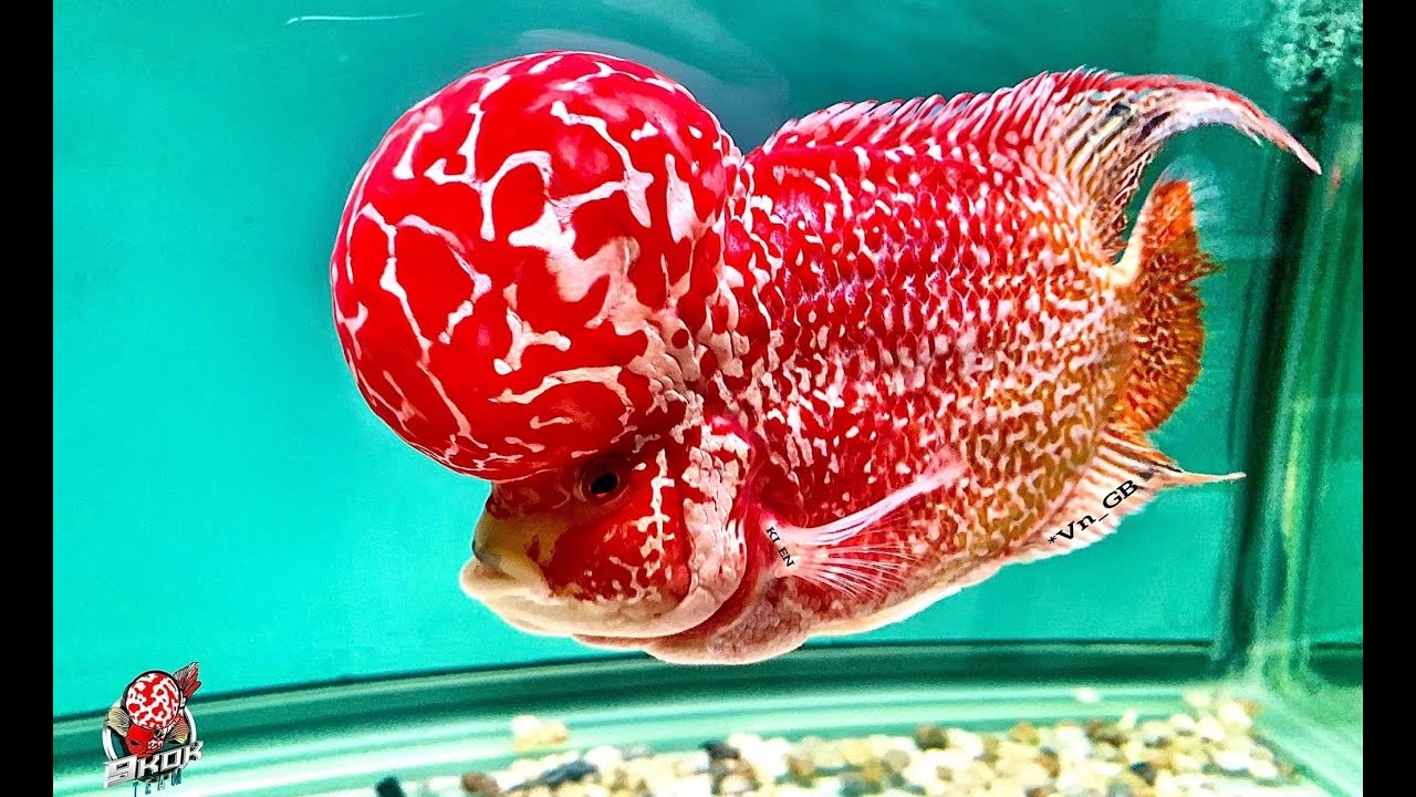 Top 15 Beautiful Red Golden Base Kamfa Flowerhorn Fish