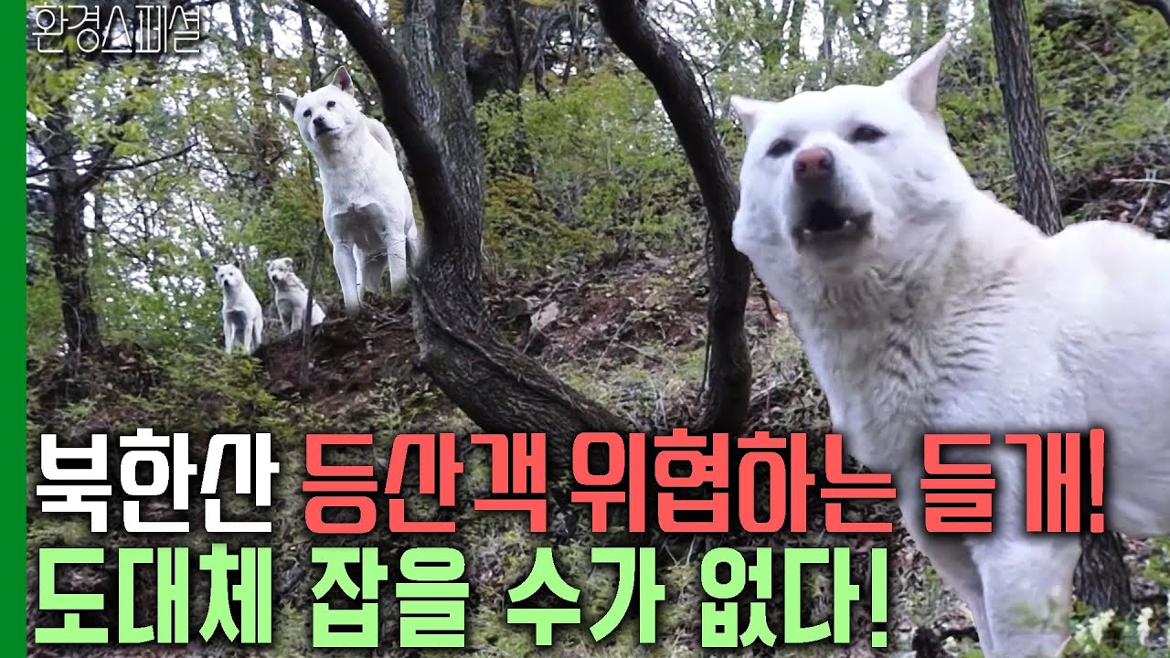 북한산으로 몰려온 들개떼! 도대체 잡을 수가 없다! [환경스페셜-백구, 북한산으로 간 까닭은?] / KBS 20120530 방송